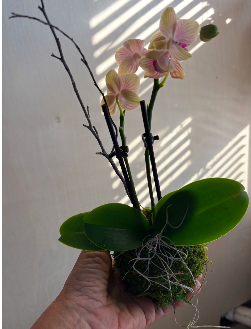 Orchid Kokedama -small