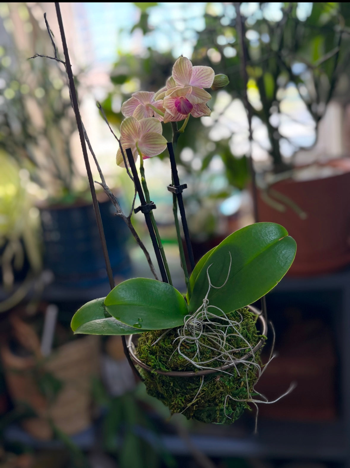 Orchid Kokedama -small