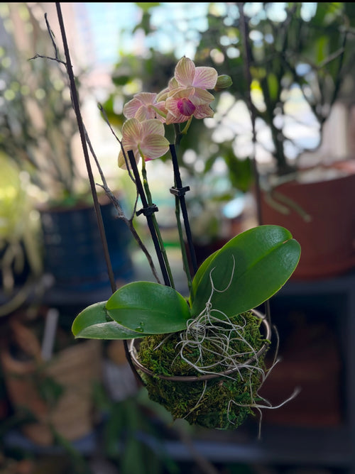 Orchid Kokedama -small